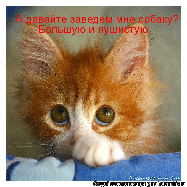 А давайте заведем мне собаку? Большую и пушистую.... Котоматрица: А давайте заведем мне собаку? Большую и пушистую.
