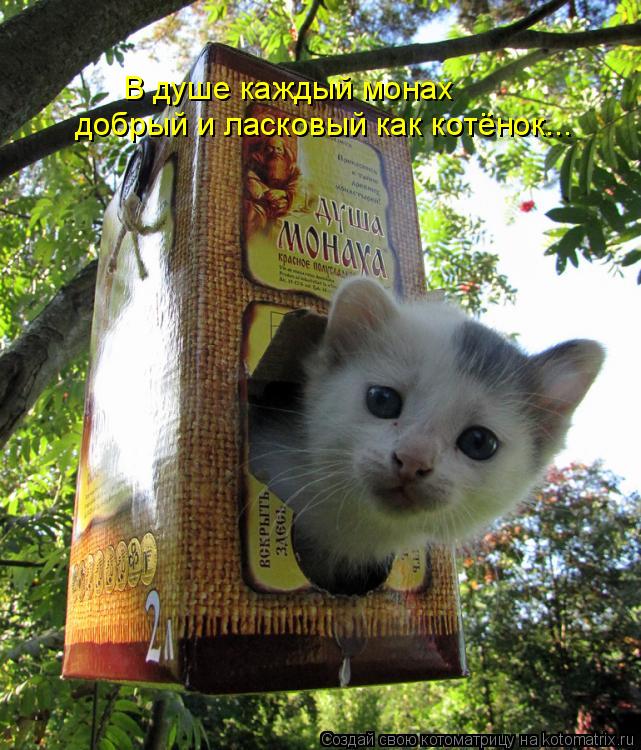 В душе каждый монах добрый и ласковый как котёнок...... Котоматрица: В душе каждый монах добрый и ласковый как котёнок...