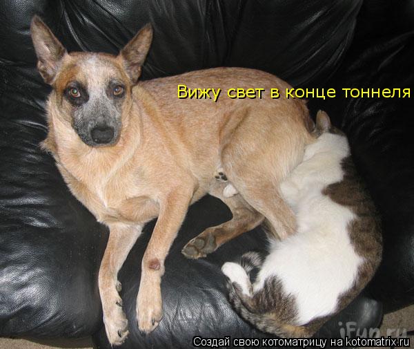 Котоматрица: Вижу свет в конце тоннеля!