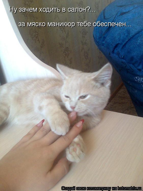 Ну зачем ходить в салон?... за мяско маникюр тебе обеспечен...... Котоматрица: Ну зачем ходить в салон?... за мяско маникюр тебе обеспечен...
