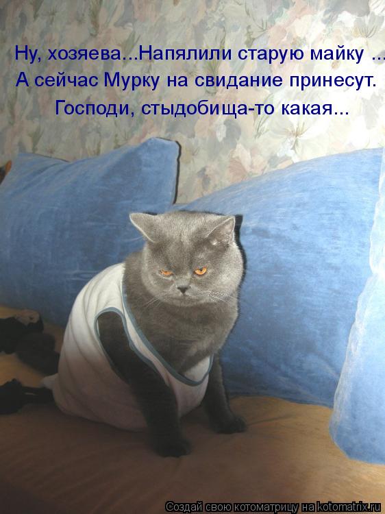 Ну, хозяева...Напялили старую майку ... А сейчас Мурку на свидание принесут. Господи, стыдобища-то ка... Котоматрица: Ну, хозяева...Напялили старую майку ... А сейчас Мурку на свидание принесут. Господи, стыдобища-то какая...
