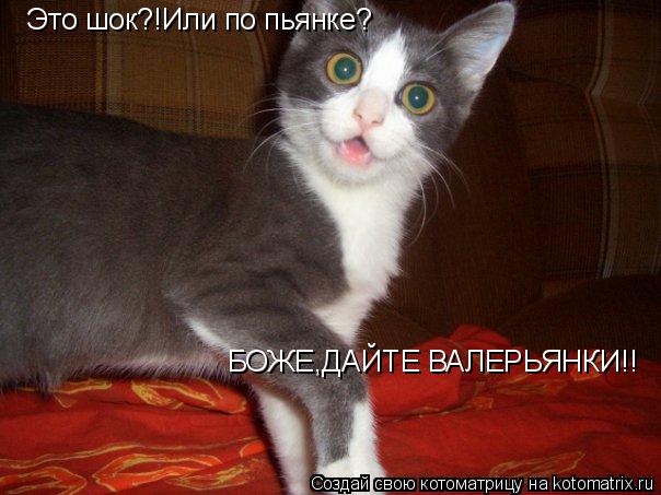 Котоматрица: Это шок?!Или по пьянке? БОЖЕ,ДАЙТЕ ВАЛЕРЬЯНКИ!!