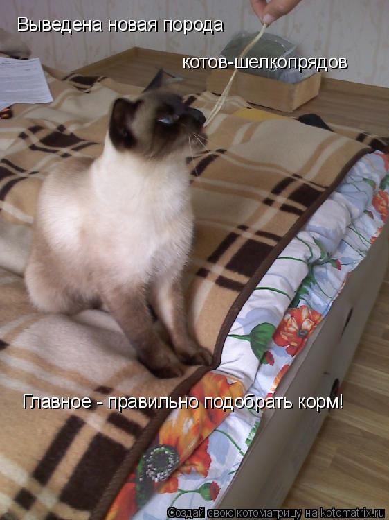 Котоматрица: Выведена новая порода котов-шелкопрядов Главное - правильно подобрать корм!