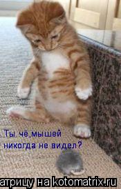 Котоматрица: Ты чё,мышей никогда не видел? никогда не видел? никогда не видел? Ты чё,мышей