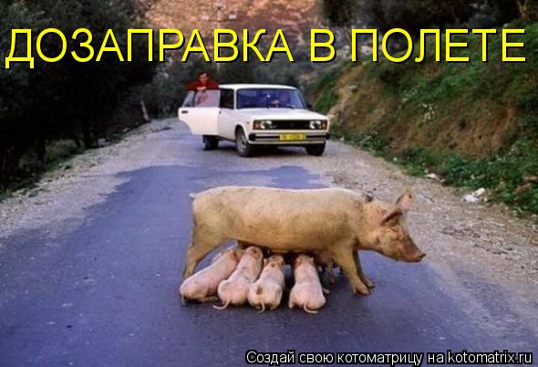 Котоматрица: ДОЗАПРАВКА В ПОЛЕТЕ