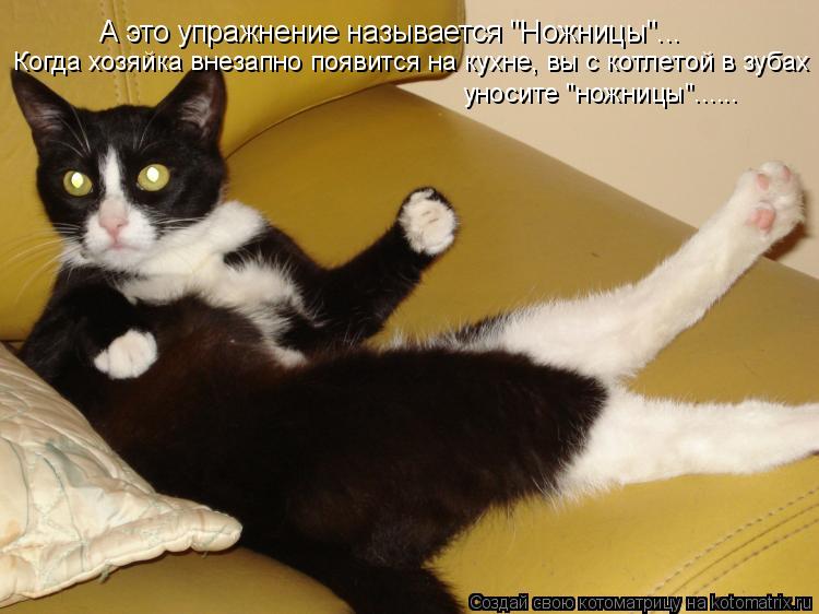 А это упражнение называется "Ножницы"... Когда хозяйка внезапно появится на кухне, вы с котлетой в зу... Котоматрица: А это упражнение называется "Ножницы"... Когда хозяйка внезапно появится на кухне, вы с котлетой в зубах делаете быстренько уносите "ножницы"