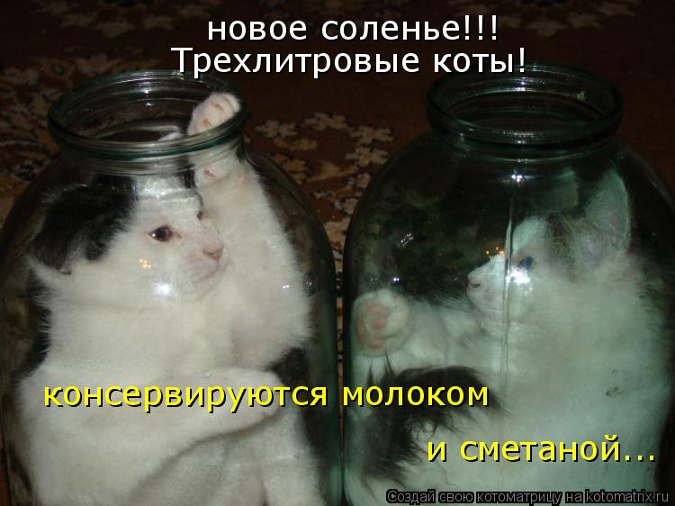 Котоматрица: новое соленье!!! Трехлитровые коты! консервируются молоком и сметаной...