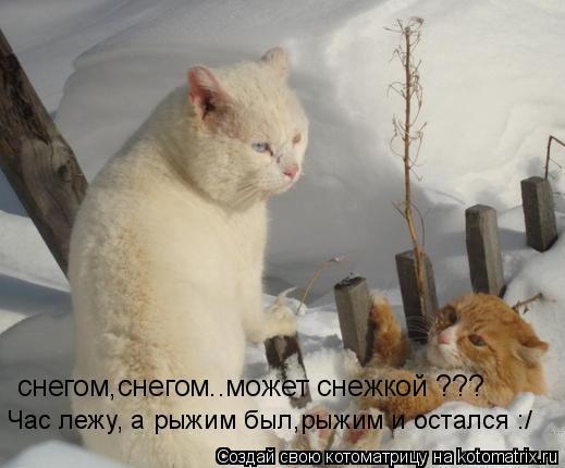 Котоматрица: снегом,снегом..может снежкой ??? Час лежу, а рыжим был,рыжим и остался :/