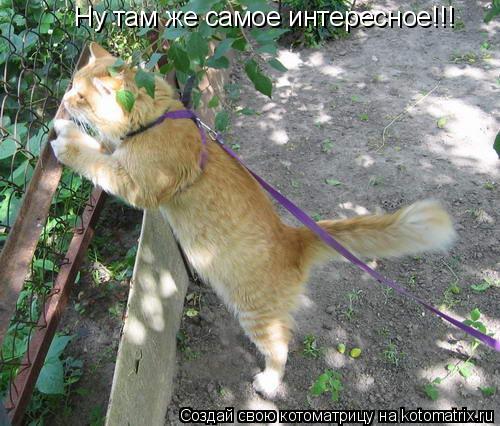 Ну там же самое интересное!!!... Котоматрица: Ну там же самое интересное!!!