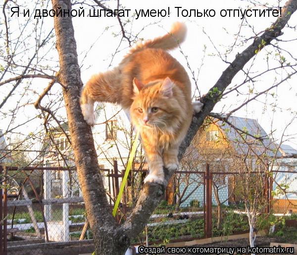 Я и двойной шпагат умею! Только отпустите!... Котоматрица: Я и двойной шпагат умею! Только отпустите!