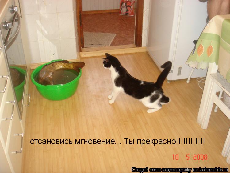 Котоматрица: отсановись мгновение... Ты прекрасно!!!!!!!!!!!!