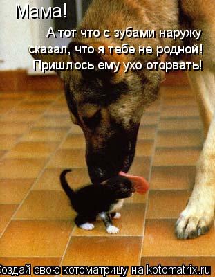 Мама! А тот что с зубами наружу сказал, что я тебе не родной! Пришлось ему ухо оторвать!... Котоматрица: Мама! А тот что с зубами наружу сказал, что я тебе не родной! Пришлось ему ухо оторвать!
