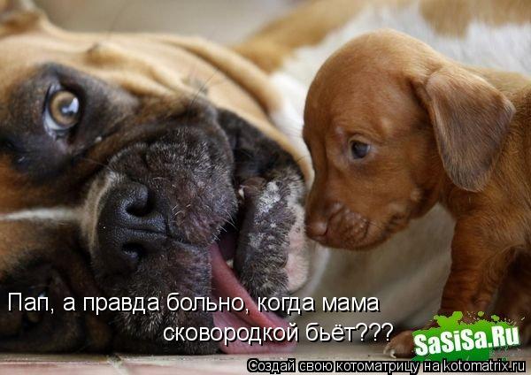 Котоматрица: Пап, а правда больно, когда мама  сковородкой бьёт???