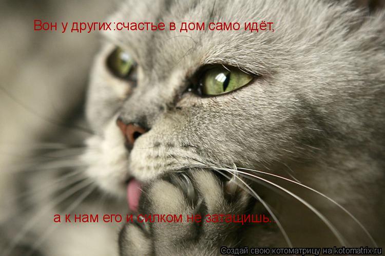 Котоматрица: Вон у других:счастье в дом само идёт, а к нам его и силком не затащишь..