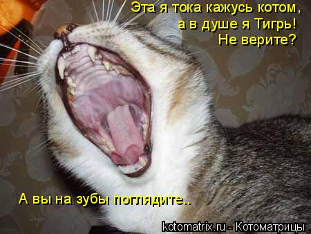 Котоматрица: Эта я тока кажусь котом, а в душе я Тигрь! Не верите? А вы на зубы поглядите..