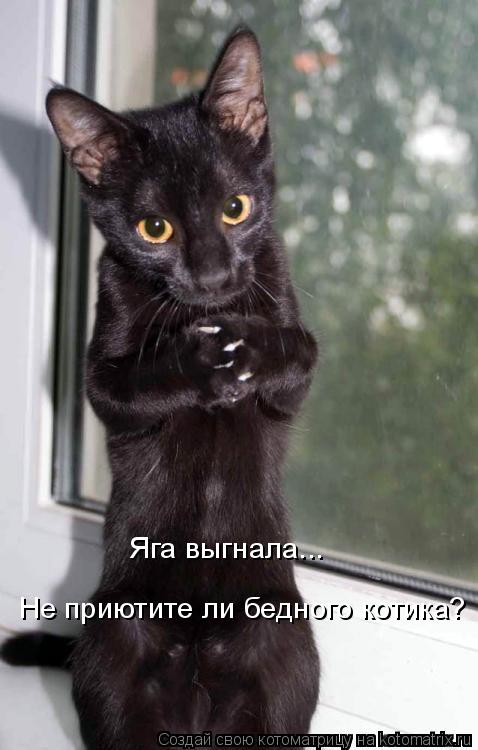 Яга выгнала... Не приютите ли бедного котика?... Котоматрица: Яга выгнала... Не приютите ли бедного котика?