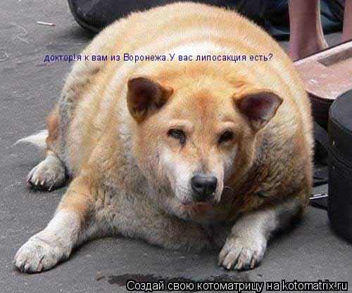 Котоматрица: доктор!я к вам из Воронежа.У вас липосакция есть?