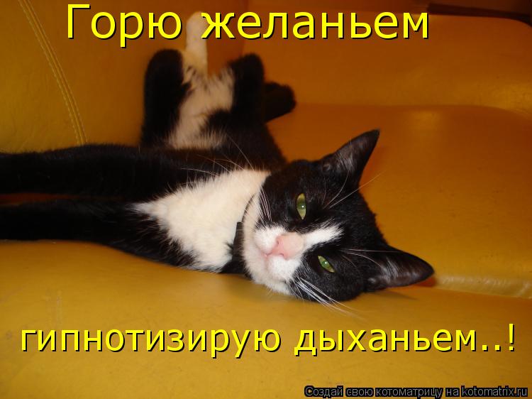 Котоматрица: Горю желаньем гипнотизирую дыханьем..!