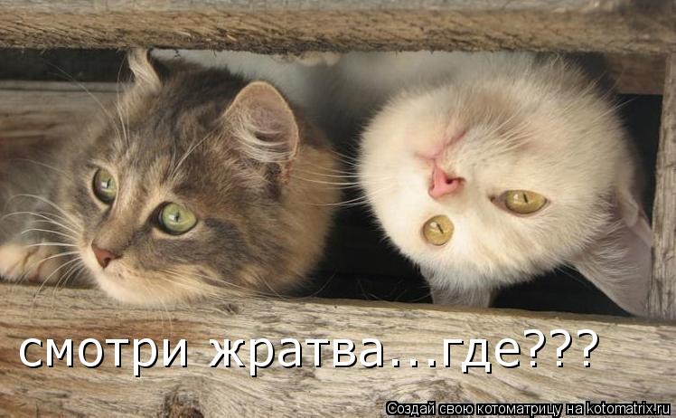 Котоматрица: смотри жратва...где???
