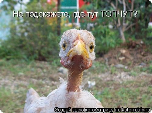 Не подскажете, где тут ТОПЧУТ?... Котоматрица: Не подскажете, где тут ТОПЧУТ?