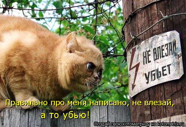 Котоматрица: Правильно про меня написано, не влезай, а то убью!