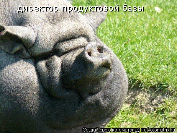 директор продуктовой базы... Котоматрица: директор продуктовой базы