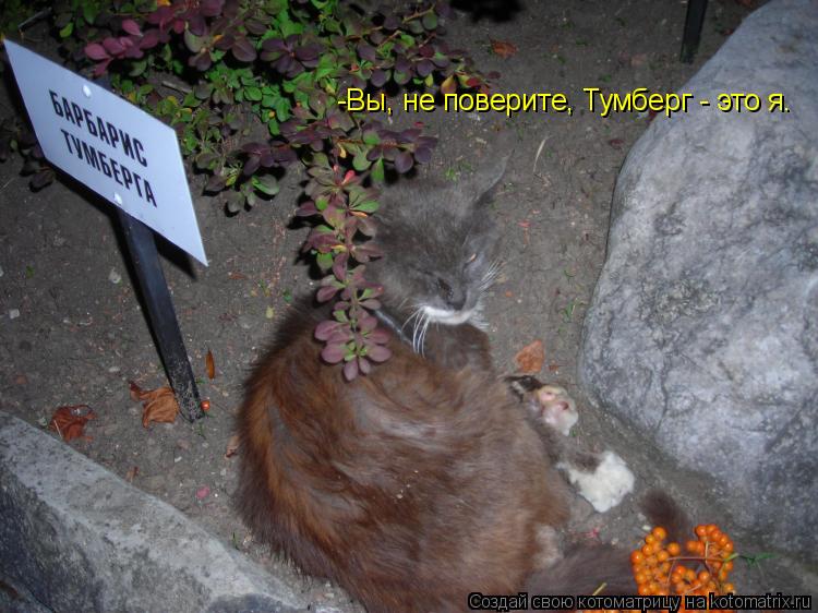 -Вы, не поверите, Тумберг - это я.... Котоматрица: -Вы, не поверите, Тумберг - это я.