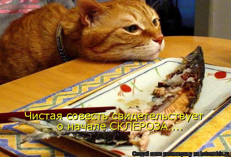 Котоматрица: Чистая совесть свидетельствует о начале СКЛЕРОЗА ...