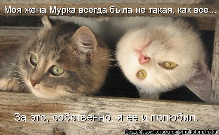 Моя жена Мурка всегда была не такая, как все... За это, собственно, я ее и полюбил.... Котоматрица: Моя жена Мурка всегда была не такая, как все... За это, собственно, я ее и полюбил.
