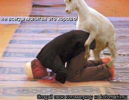 Котоматрица: не всегда молитва это хорошо!