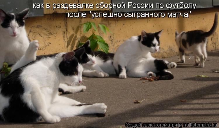 Котоматрица: как в раздевалке сборной России по футболу после "успешно сыгранного матча"