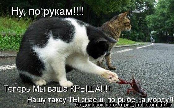 Котоматрица: Ну, по рукам!!!! Теперь Мы ваша КРЫША!!!! Нашу таксу ТЫ знаеш, по рыбе на морду!!