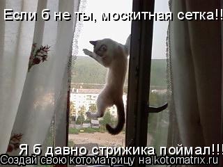 Котоматрица: Если б не ты, москитная сетка!!! Я б давно стрижика поймал!!!