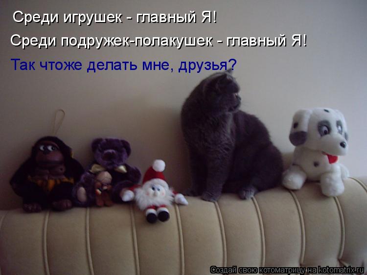 Котоматрица: Среди игрушек - главный Я! Среди подружек-полакушек - главный Я! Так чтоже делать мне, друзья?