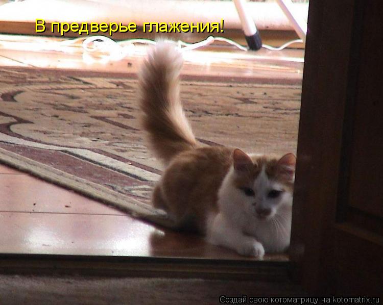 В предверье глажения!... Котоматрица: В предверье глажения!