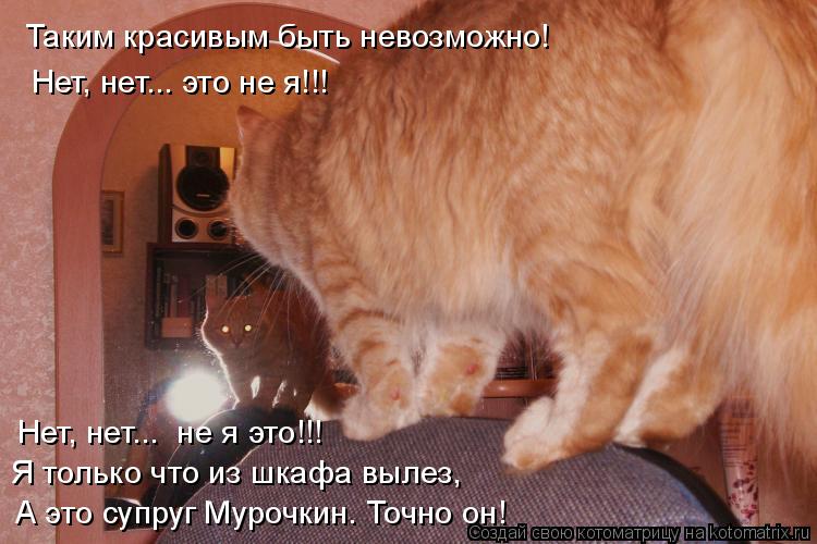 Котоматрица: Таким красивым быть невозможно! Нет, нет... это не я!!! Нет, нет...  не я это!!! Я только что из шкафа вылез, А это супруг Мурочкин. Точно он!