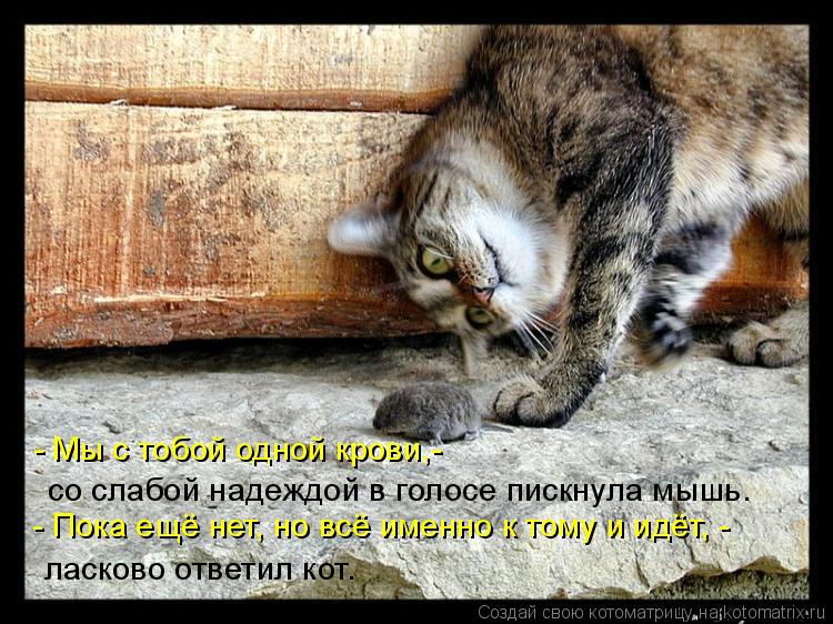 Котоматрица: ласково ответил кот. со слабой надеждой в голосе пискнула мышь. - Мы с тобой одной крови,-  - Пока ещё нет, но всё именно к тому и идёт, -