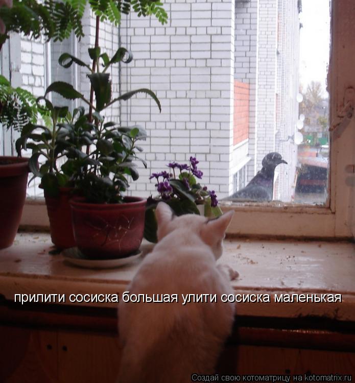 Котоматрица: прилити сосиска большая улити сосиска маленькая