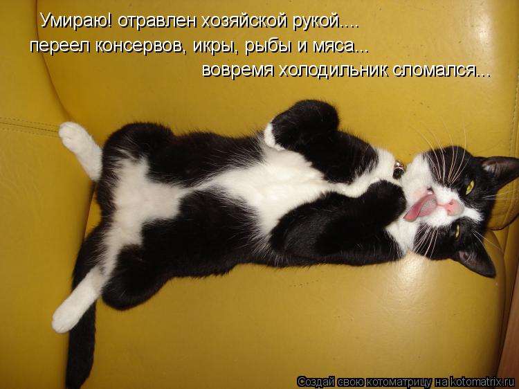 Котоматрица: Умираю! отравлен хозяйской рукой.... переел консервов, икры, рыбы и мяса... вовремя холодильник сломался...
