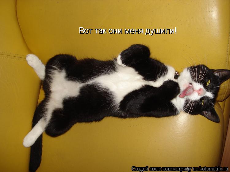 Котоматрица: Вот так они меня душили!