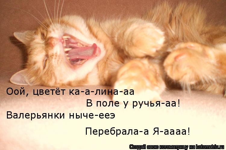 Котоматрица: Оой, цветёт ка-а-лина-аа В поле у ручья-аа! Валерьянки ныче-ееэ Перебрала-а Я-аааа!