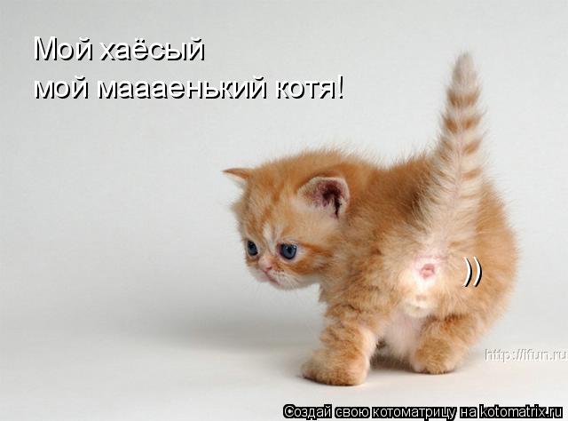 Котоматрица: Мой хаёсый мой маааенький котя! ))