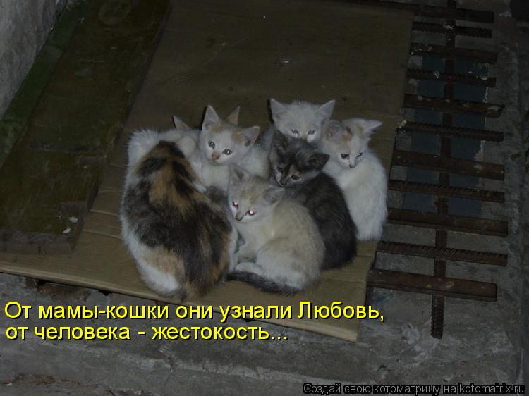 От мамы-кошки они узнали Любовь, от человека - жестокость...... Котоматрица: От мамы-кошки они узнали Любовь, от человека - жестокость...