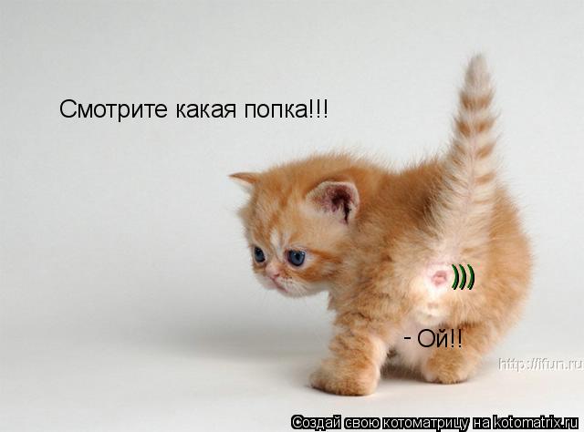 Смотрите какая попка!!! Ой!! ))) ))) -... Котоматрица: Смотрите какая попка!!! Ой!! ))) ))) -