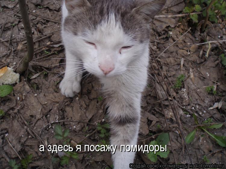 Котоматрица: а здесь я посажу помидоры