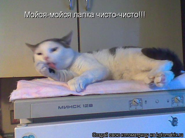 Котоматрица: Мойся-мойся лапка чисто-чисто!!!