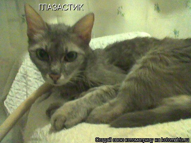 Котоматрица: ГЛАЗАСТИК