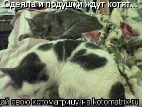 Котоматрица: Одеяла и подушки ждут котят...