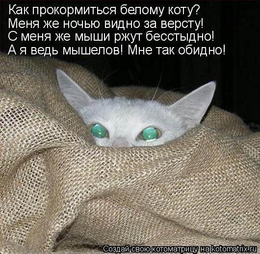 Как прокормиться белому коту? Меня же ночью видно за версту! С меня же мыши ржут бесстыдно! А я ведь ... Котоматрица: Как прокормиться белому коту? Меня же ночью видно за версту! С меня же мыши ржут бесстыдно! А я ведь мышелов! Мне так обидно!