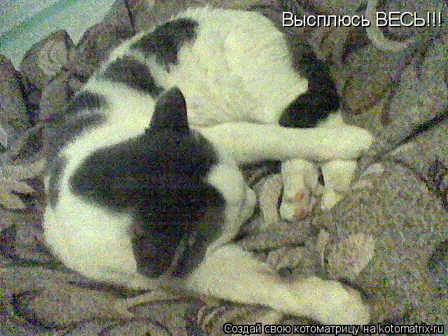 Котоматрица: Высплюсь ВЕСЬ!!!
